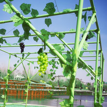 Load image into Gallery viewer, 118'' L x 79'' W x 90.5'' H Large Grape Vine Support Arch Arbour Gazebo Trellis Rack Pergola Plastic-coated Metal Large Cane Frame For Vineyard Outdoor Patio Lawn Yard Garden Decoration Green