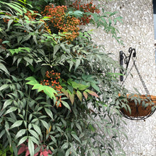 Load image into Gallery viewer, OUTOUR Heavy Duty Hanging Plant Bracket 12" Wall Hook Set of 2 Hanger for Planters,Lanterns,Wind Chimes,Flower Pot Baskets,Decorative Plants,Wind Spinners,Bird Feeders,Garden Patio Lawn Indoor Outdoor Decor